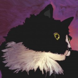 BLACK CAT ON PURPLE  horizontal